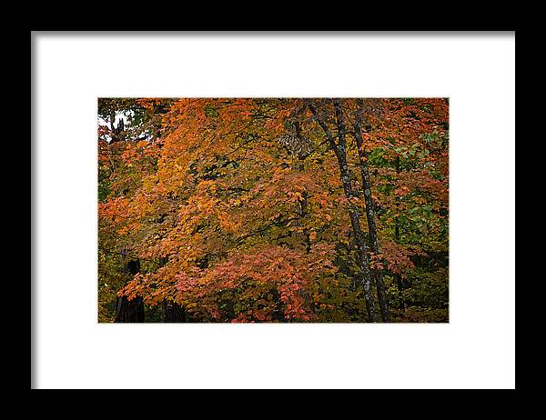Maple Tree Framed Print featuring the photograph Fall Maples - 05 by Wayne Meyer