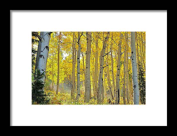 Aspen Trees Framed Print featuring the photograph Fall Morning Shine by Matt Helm