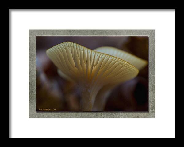Mushroom Framed Print featuring the photograph Fall Mushroom 7 by WB Johnston