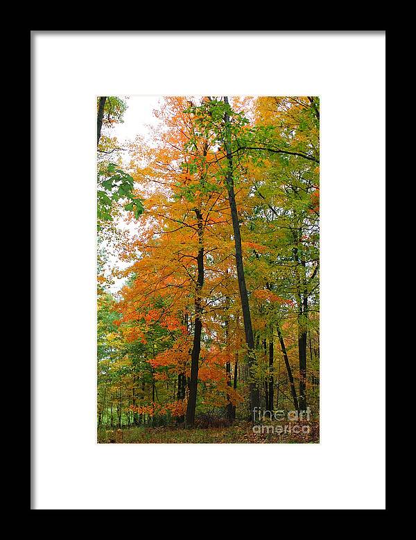 Fall Framed Print featuring the photograph Fall by Stephanie Kripa