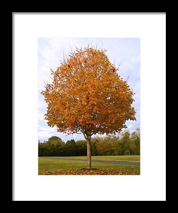 Maple Tree Framed Print featuring the photograph Fall Sugar Maple by Melinda Fawver