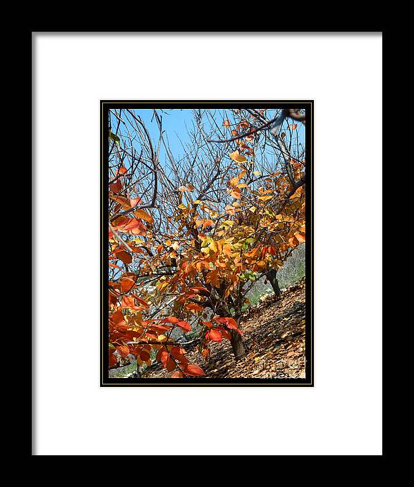 Autumn Framed Print featuring the photograph Fall Time by Arik Baltinester