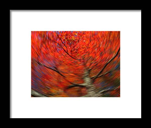Intentional Camera Movement Framed Print featuring the photograph Fall Tree Carousel by Juergen Roth
