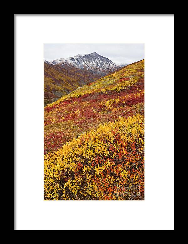 00345445 Framed Print featuring the photograph Fall Tundra And First Snow by Yva Momatiuk John Eastcott