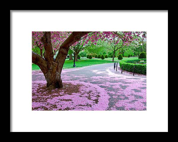 Cherry Blossoms Framed Print featuring the photograph Fallen Blossoms by Michael Hubley