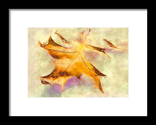 Leaf Framed Print featuring the photograph Fallen. by Celso Bressan