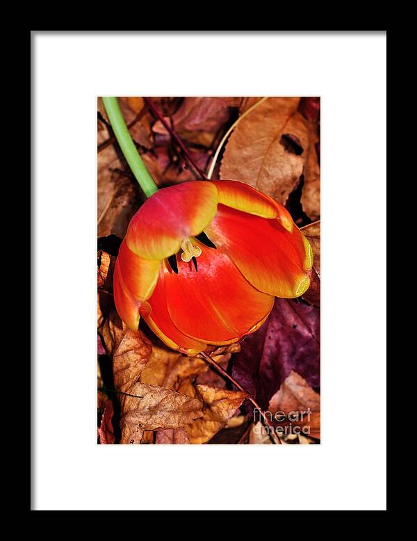 Photography Framed Print featuring the photograph Fallen by Kaye Menner