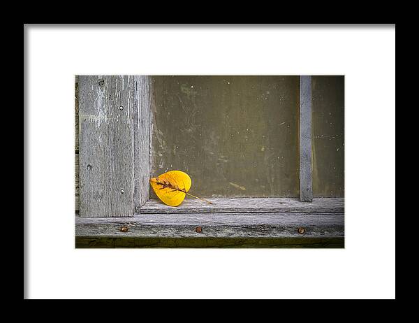 Bird's Hill Park Framed Print featuring the photograph Fallen Leaf by Nebojsa Novakovic