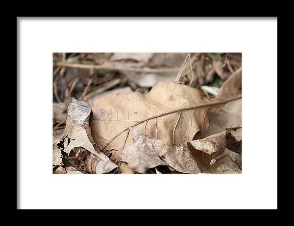 Fall Framed Print featuring the photograph Fallen Leaf by Renae Martin