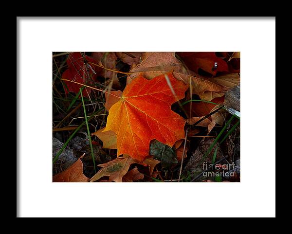 Pipping Framed Print featuring the photograph Fallen by Patrick Witz