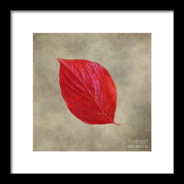 Decorating In Autumn Framed Print featuring the photograph FALLEN Red Leaf by Jai Johnson