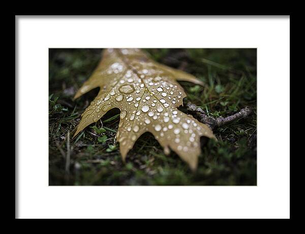 2012 Framed Print featuring the photograph Fallen by Sara Hudock