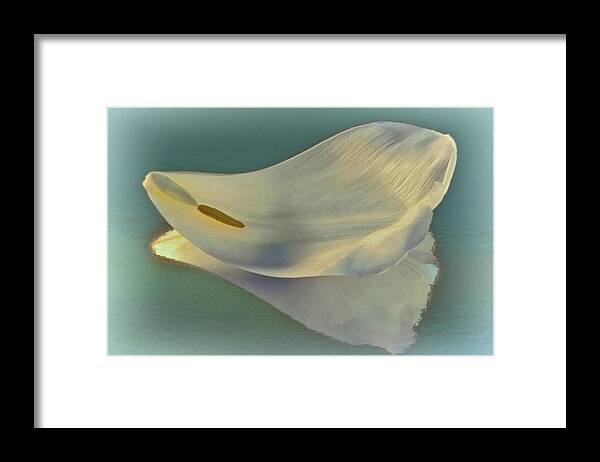 Flower Framed Print featuring the photograph Fallen White Petal on Aqua by Phyllis Meinke