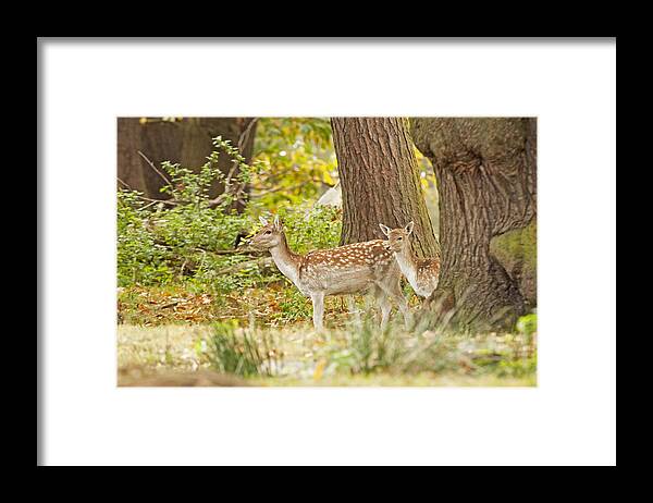 Fallow Framed Print featuring the photograph Fallow Deer woodland scene by Paul Scoullar