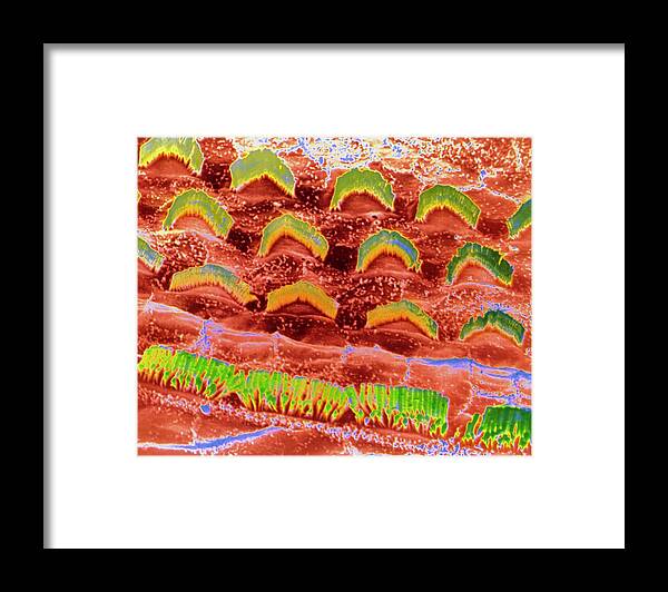 Organ Of Corti Framed Print featuring the photograph False-colour Sem Of The Organ Of Corti by Cnri/science Photo Library