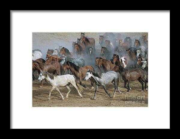 00340233 Framed Print featuring the photograph Family Band Of Mustangs by Yva Momatiuk and John Eastcott