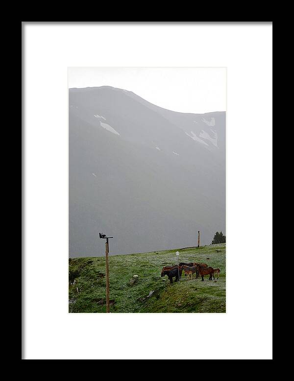 Horses Framed Print featuring the photograph Family of horses in the Pyrenees by Toby McGuire