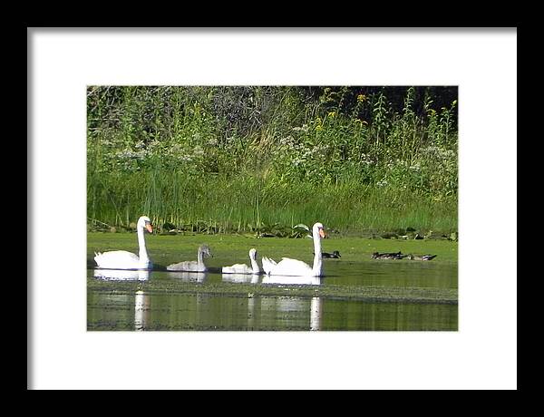 Swans Framed Print featuring the photograph Family of Swans by Christine Lathrop
