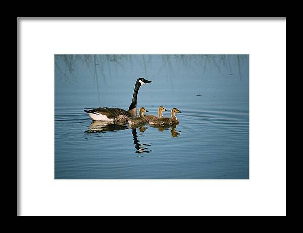 Canada Goose Framed Print featuring the photograph Family Outing by David Porteus