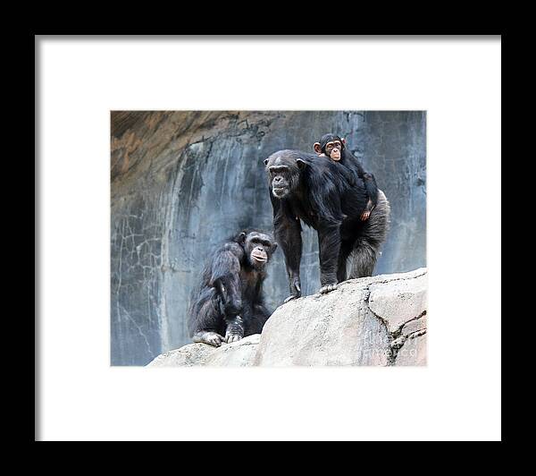 These Three Appeared To Be Posing For A Portrait. Framed Print featuring the photograph Family Portrait by Cheryl Del Toro