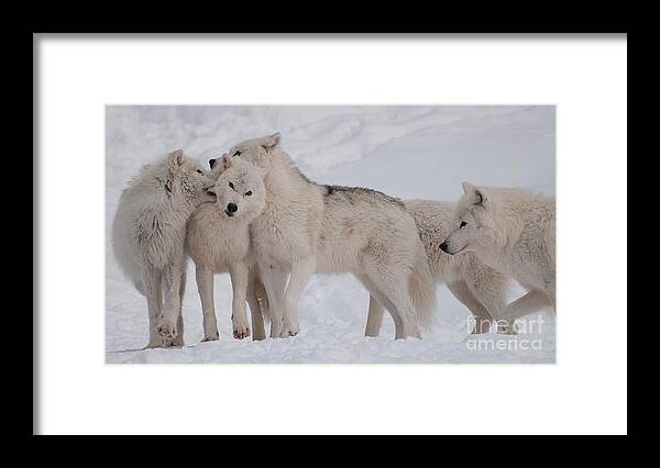 Arctic Wolf Framed Print featuring the photograph Family Ties by Bianca Nadeau