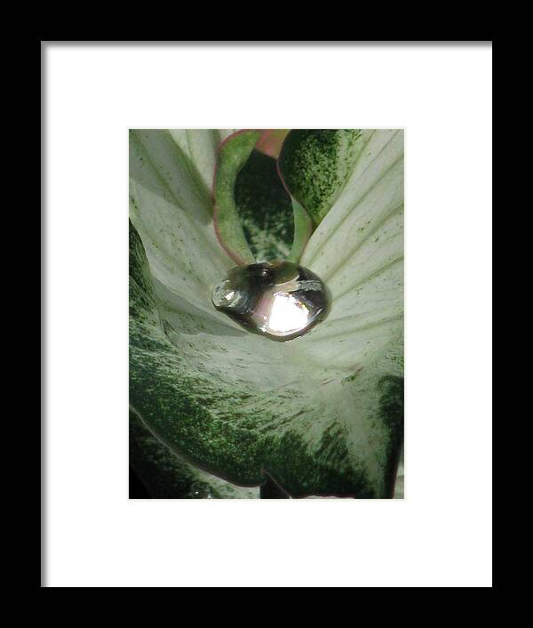 Caladium Framed Print featuring the photograph Fancy Leaf Caladium - Diamond In The Rough 01 by Pamela Critchlow