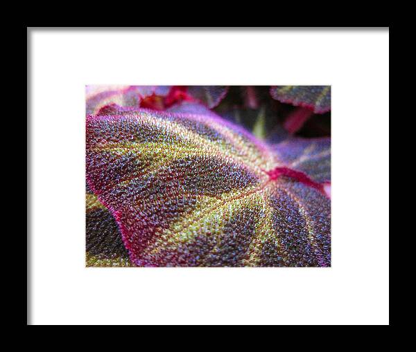 Leaf Framed Print featuring the photograph Fancy Leaf by MTBobbins Photography
