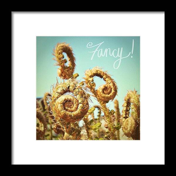 Ferns Framed Print featuring the photograph Curly Fern Fronds by Blenda Studio