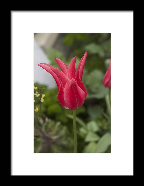 Tulip Framed Print featuring the photograph Spiky Tulip by Cheryl Gayser