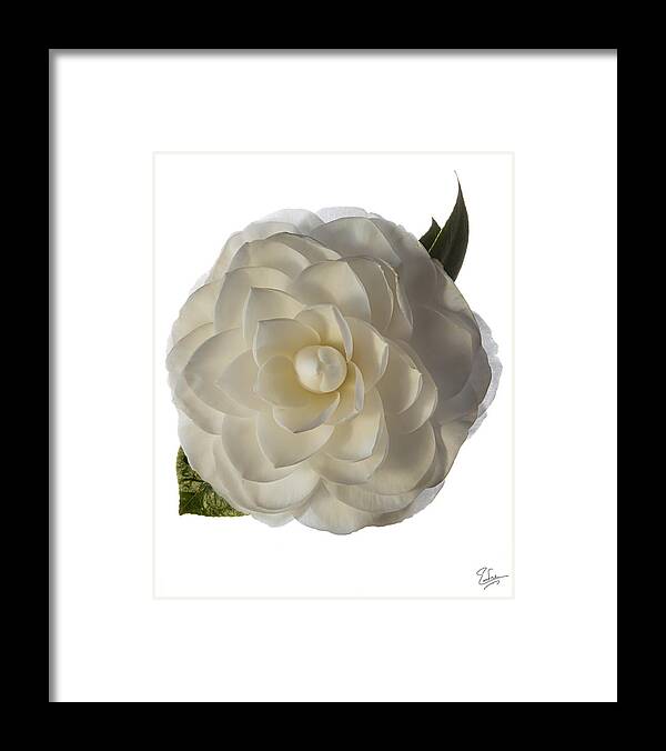 Flower Framed Print featuring the photograph Fancy White Camellia by Endre Balogh