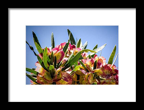 Spring Flowers Framed Print featuring the digital art Fanned Flowers by Georgianne Giese