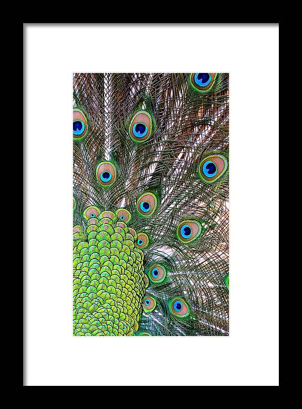 Peacock Framed Print featuring the photograph Fans And Eyes by Pat Exum