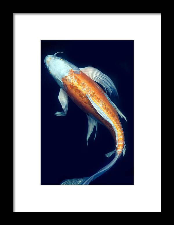 Koi Framed Print featuring the photograph Fantail Koi 2 by Rebecca Cozart