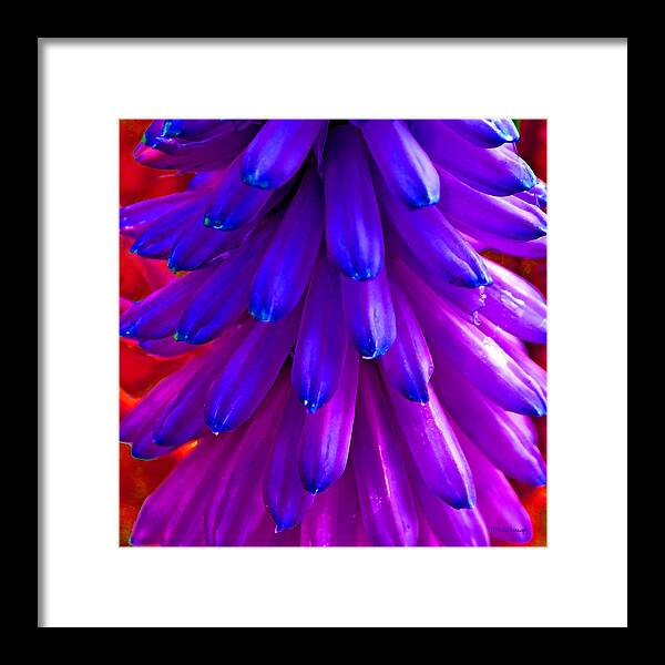 Duane Mccullough Framed Print featuring the photograph Fantasy Flower 5 by Duane McCullough