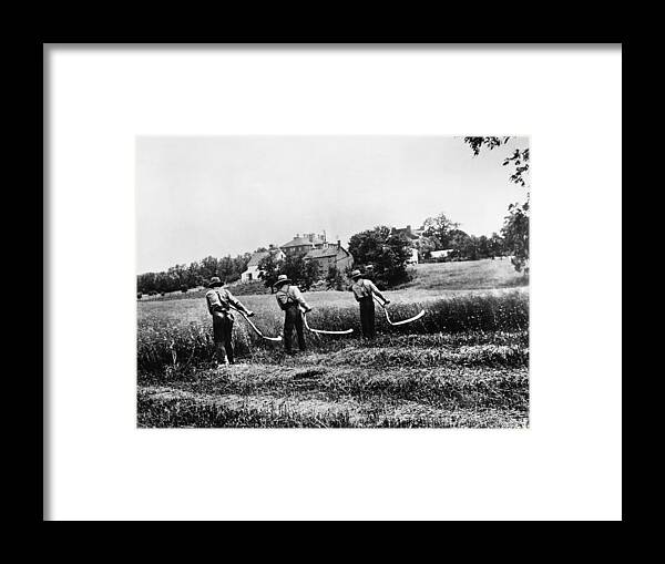 1920 Framed Print featuring the photograph Farming Scythes by Granger