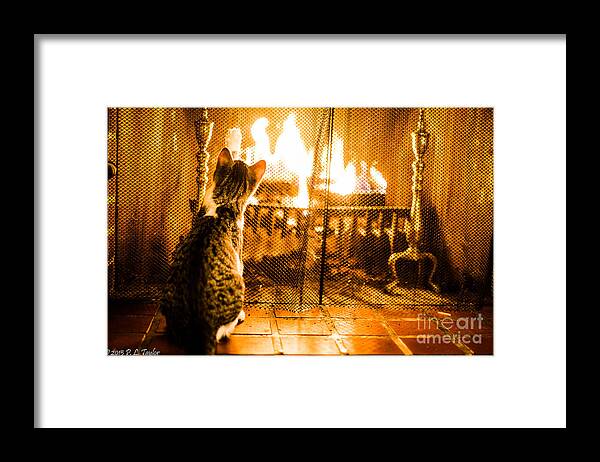 Kitten Framed Print featuring the photograph Fascinating Flames by Pamela Taylor