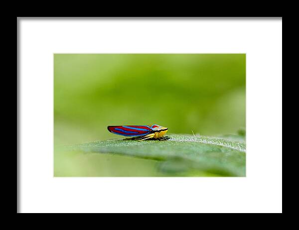 Leafhopper Framed Print featuring the photograph Fashion Bug - Leafhopper by Andrea Lazar