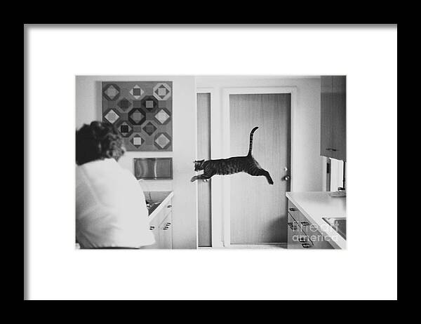 Animal Framed Print featuring the photograph Faster Than A Speeding Bullet by Lynn Lennon