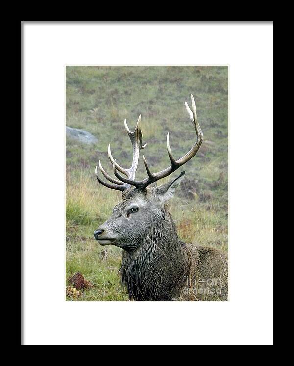 Deer Framed Print featuring the photograph Stag Party The series Father To Be. by Linsey Williams