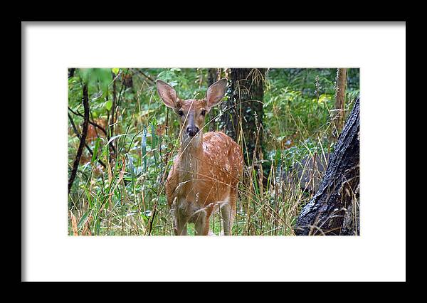 Fawn Framed Print featuring the photograph Fawn hiding in the woods by Carolyn Hall