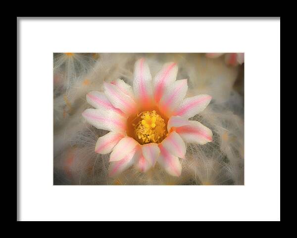 Cactus Framed Print featuring the photograph Feather Cactus by Michael Newberry