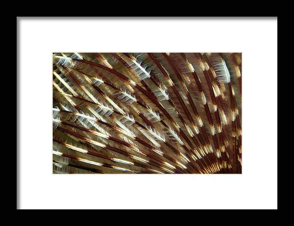 Worm Framed Print featuring the photograph Feather Duster Worm Abstract by Nigel Downer