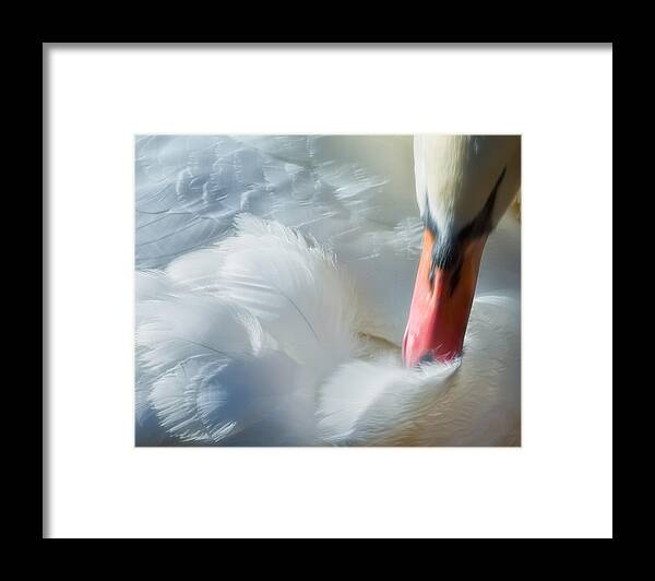 Nature Framed Print featuring the photograph Feather Flufifng by Joan Herwig