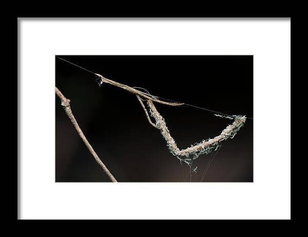 Feather-legged Spider Framed Print featuring the photograph Feather-legged Spider And Spiderlings by Melvyn Yeo