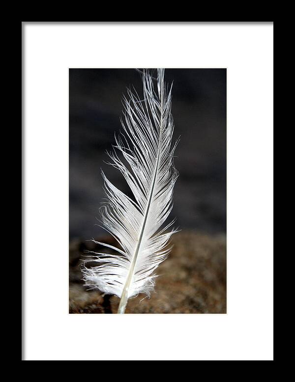 White Framed Print featuring the photograph white Lake Erie Seagull Feather by Valerie Collins