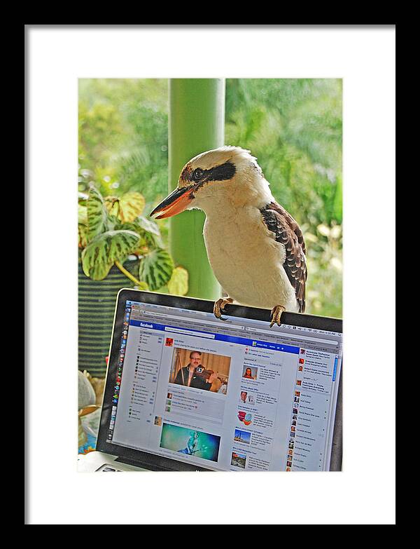 Australia Framed Print featuring the photograph Feathered Facebook Fan by Ankya Klay