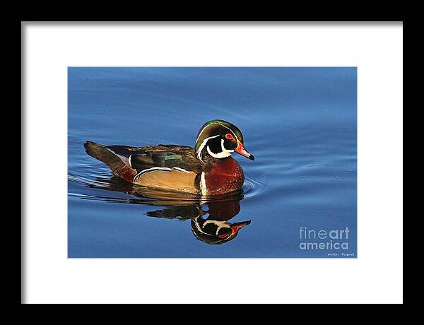 Wood Duck Framed Print featuring the photograph Feathered Finery by Winston Rockwell