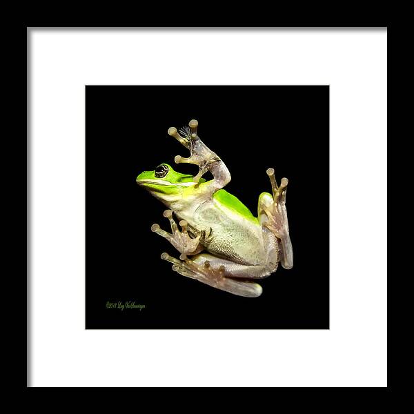Feather Framed Print featuring the photograph Feathered Frog by Lucy VanSwearingen