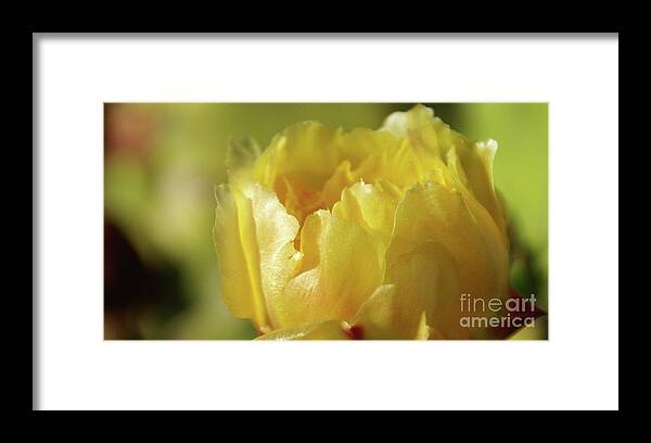Cacti Framed Print featuring the photograph Feathered In Yellow by Linda Shafer