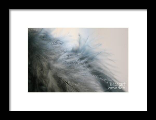 Feathers Framed Print featuring the photograph Feathered by Lynn England